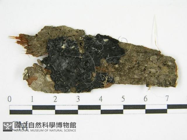 登錄號:F0010632藏品圖，第3張