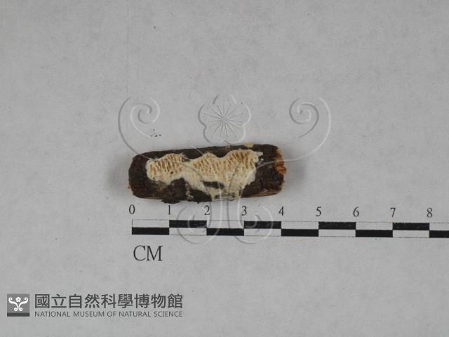 薄孔菌屬藏品圖，第3張