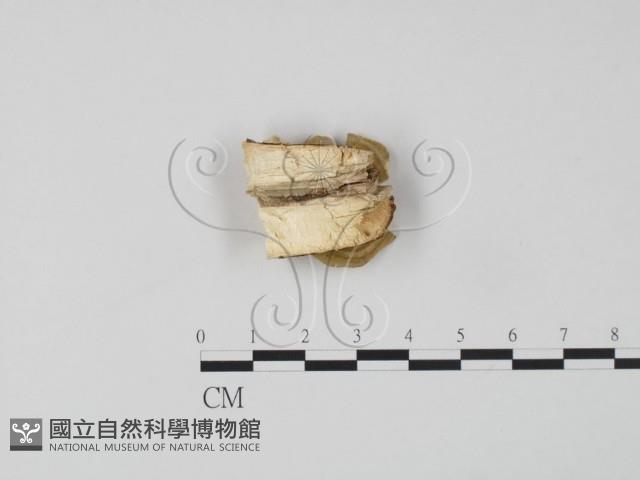 登錄號:F0006632藏品圖，第3張