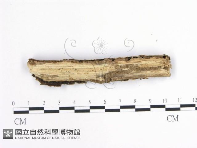 齒耳菌屬藏品圖，第3張