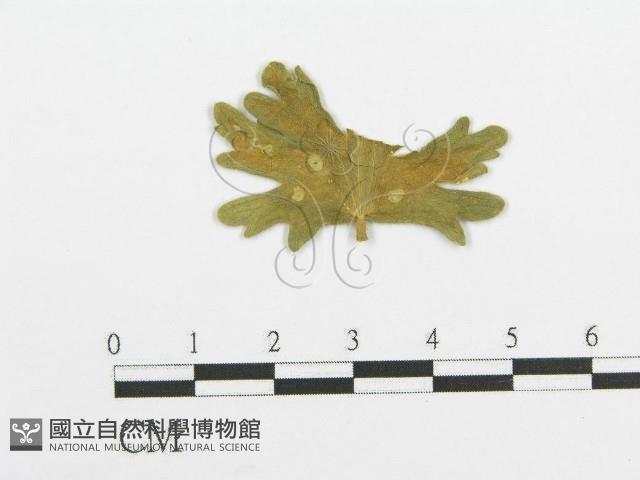登錄號:F0011632藏品圖，第1張