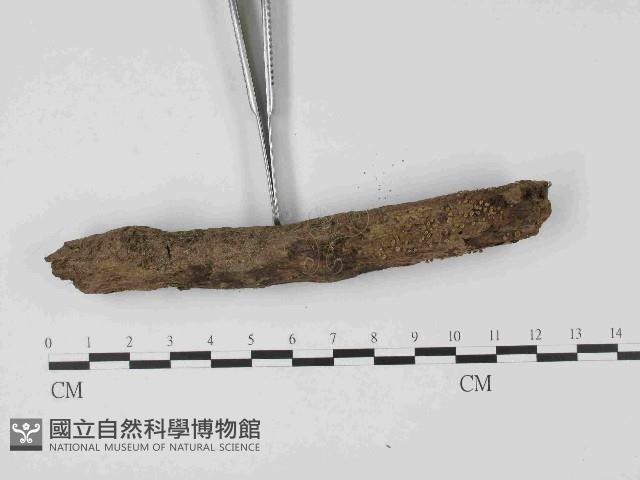 登錄號:F0014632藏品圖，第3張