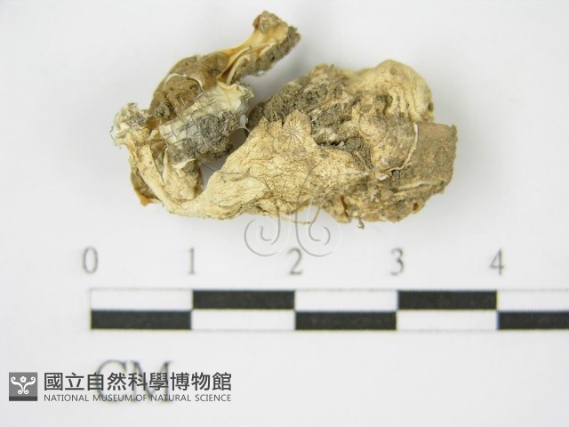 登錄號:F0012632藏品圖，第3張