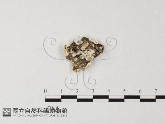 多年臥孔菌屬藏品圖，第3張