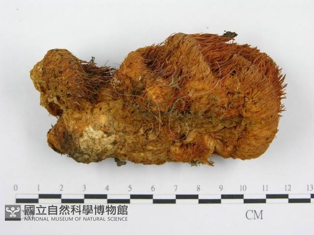 登錄號:F0005632藏品圖，第3張