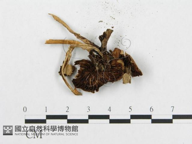 登錄號:F0015632藏品圖，第3張