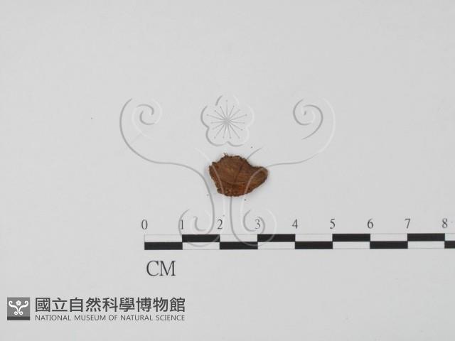 登錄號:F0019632藏品圖，第3張