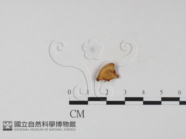 多孔菌屬藏品圖，第3張