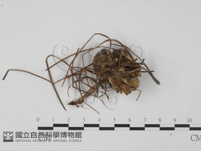 革菌屬藏品圖，第3張