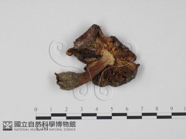 登錄號:F0008432藏品圖，第3張