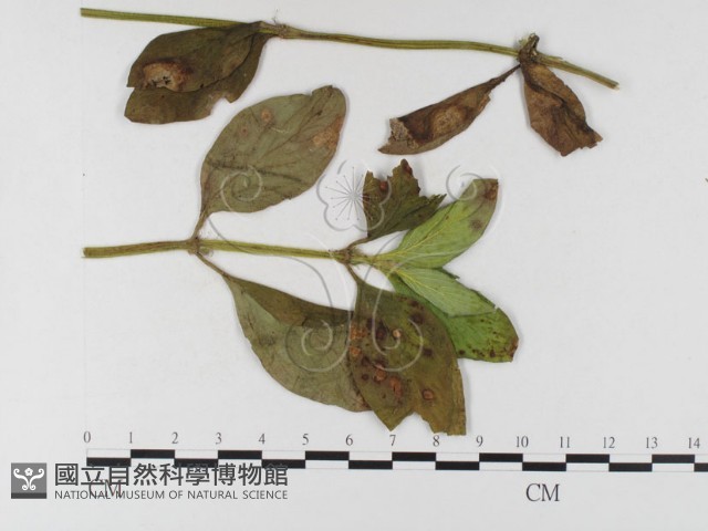登錄號:F0026432藏品圖，第1張
