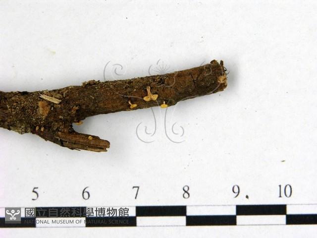 登錄號:F0001432藏品圖，第3張