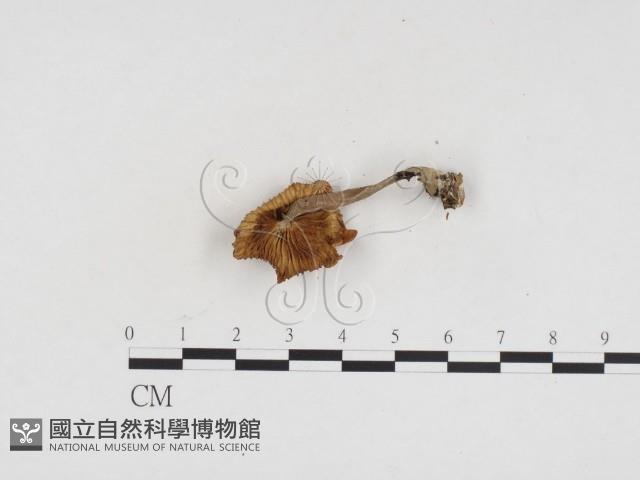 登錄號:F0024432藏品圖，第3張