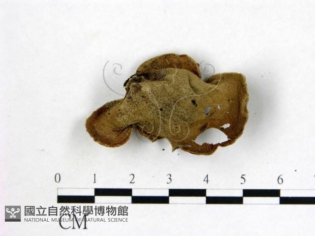 毛木耳藏品圖，第3張