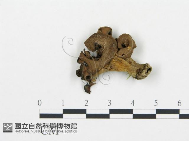 登錄號:F0014432藏品圖，第3張