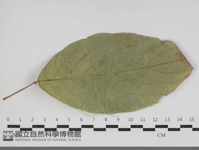 登錄號:F0034432藏品圖，第3張