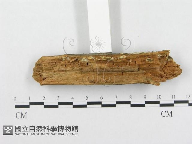 登錄號:F0002432藏品圖，第3張