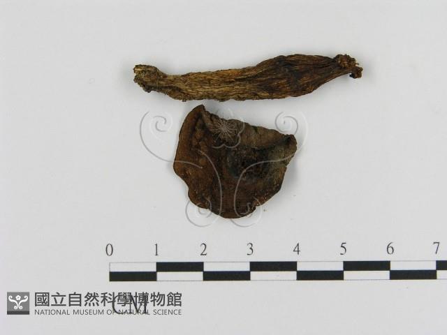 登錄號:F0012432藏品圖，第3張