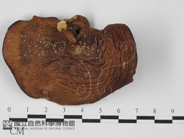 登錄號:F0027432藏品圖，第3張