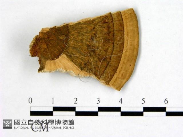 登錄號:F0017432藏品圖，第3張