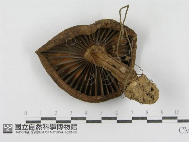 登錄號:F0005432藏品圖，第3張