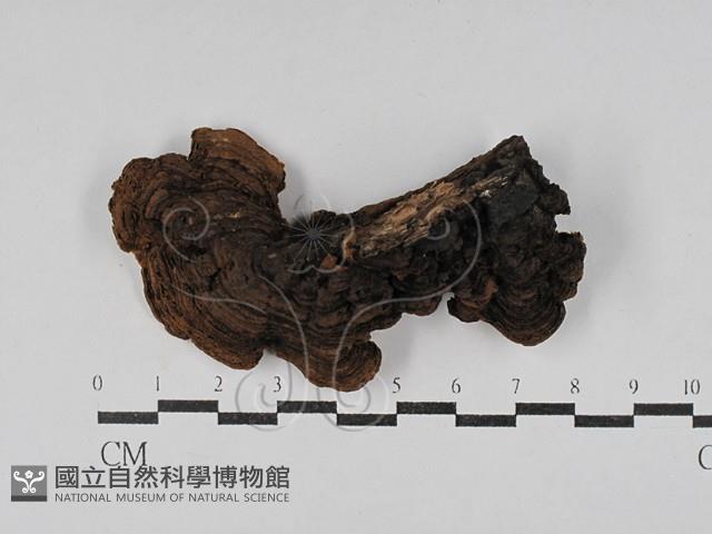 登錄號:F0029432藏品圖，第3張
