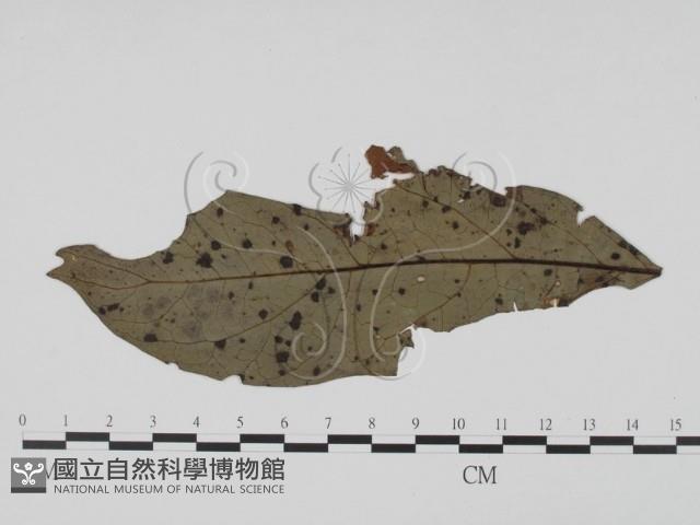 登錄號:F0019432藏品圖，第3張