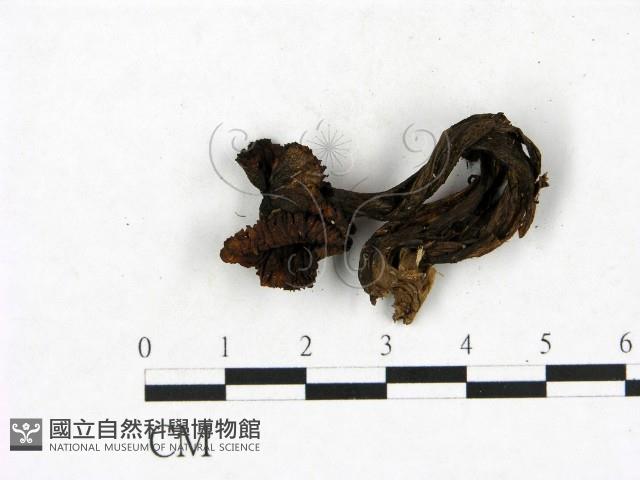 小菇屬藏品圖，第3張