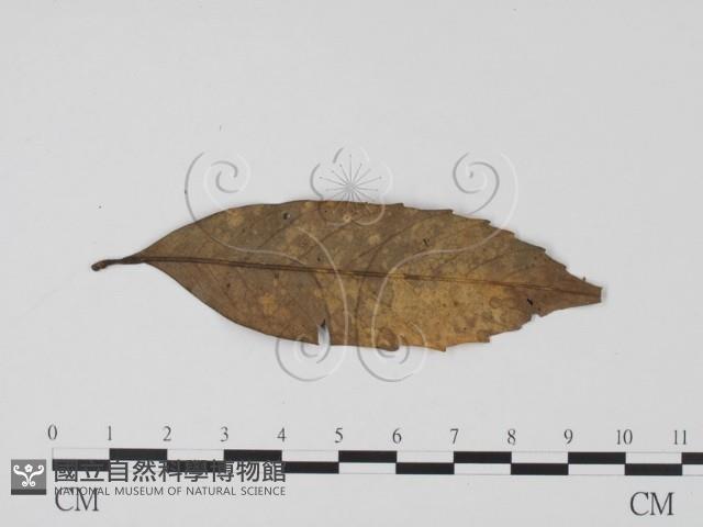 登錄號:F0003432藏品圖，第3張