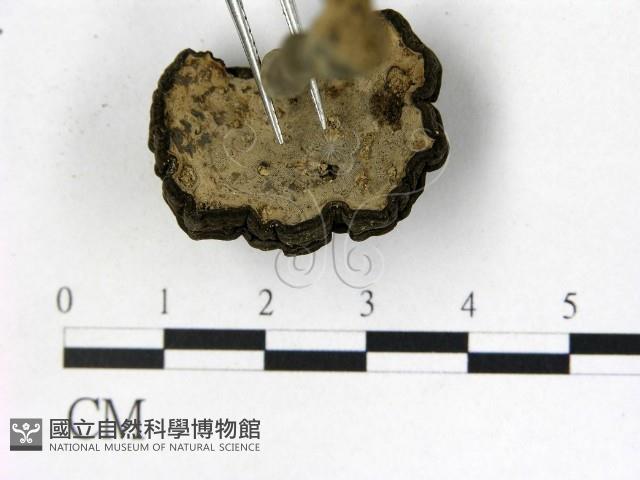 登錄號:F0013432藏品圖，第3張