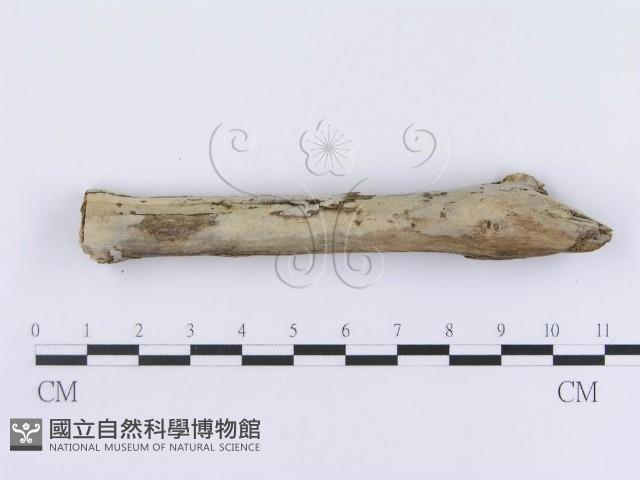 管齒菌屬藏品圖，第3張