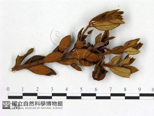 登錄號:F0020732藏品圖，第3張
