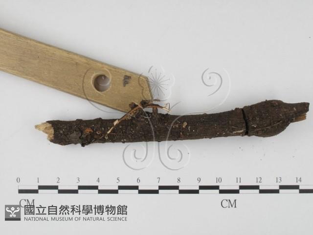 登錄號:F0000732藏品圖，第3張