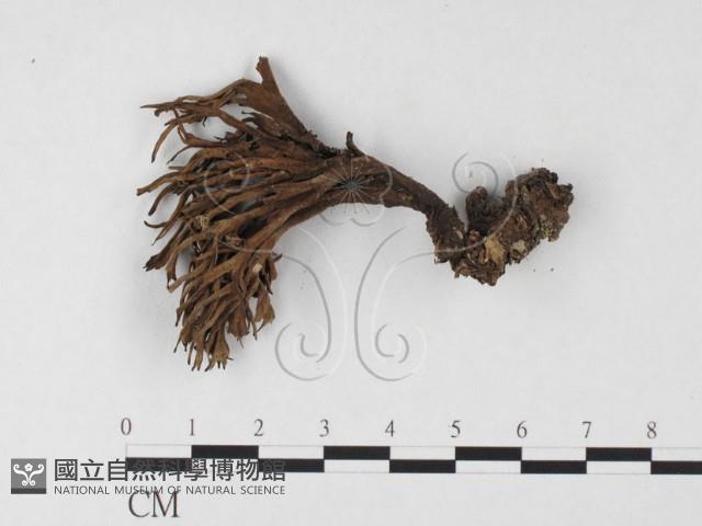 革菌屬藏品圖，第3張