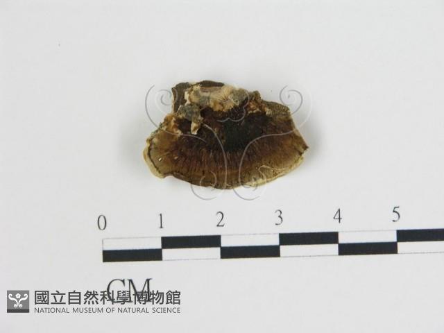 登錄號:F0006732藏品圖，第3張