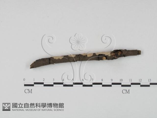 登錄號:F0021732藏品圖，第3張