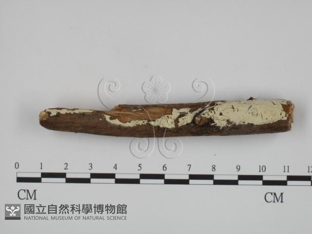 絲齒菌屬藏品圖，第3張