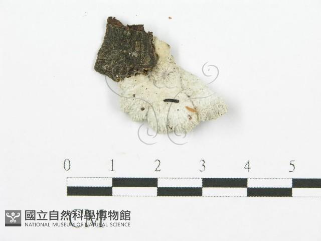 裂褶菌藏品圖，第3張