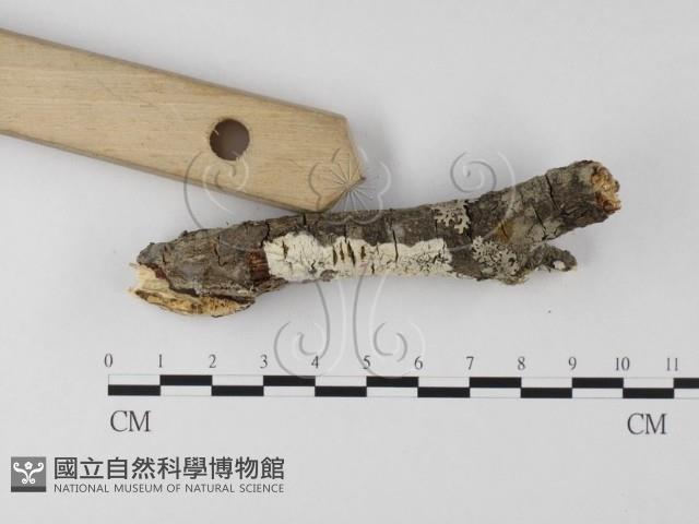 登錄號:F0014732藏品圖，第3張