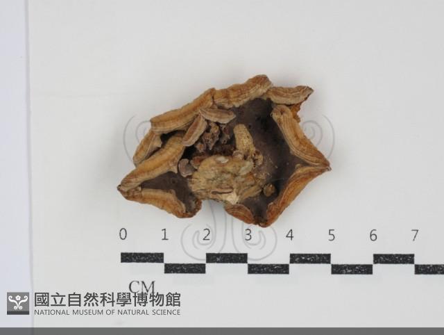 登錄號:F0034732藏品圖，第3張