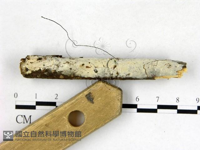 剛毛絲皮菌藏品圖，第3張