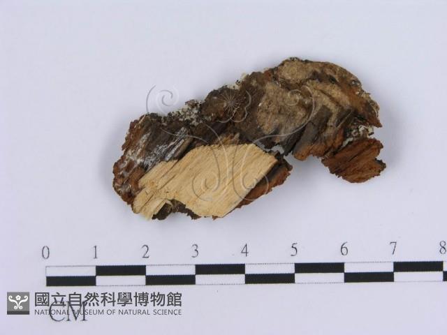 登錄號:F0002732藏品圖，第3張