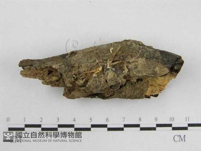 登錄號:F0012732藏品圖，第3張