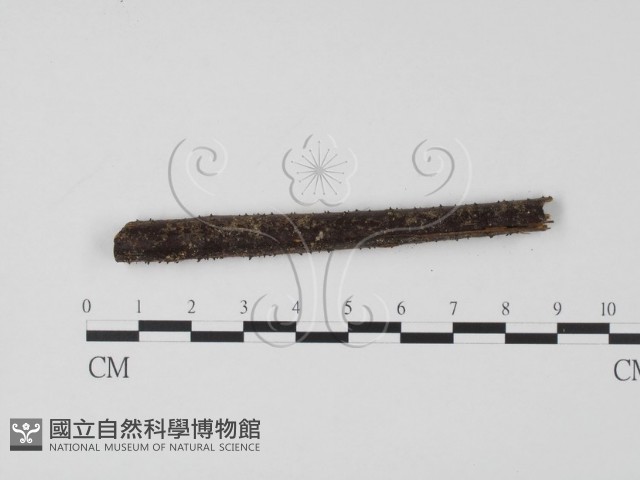登錄號:F0007732藏品圖，第3張