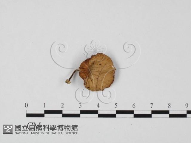 微皮傘屬藏品圖，第3張