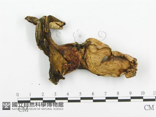 登錄號:F0005732藏品圖，第3張