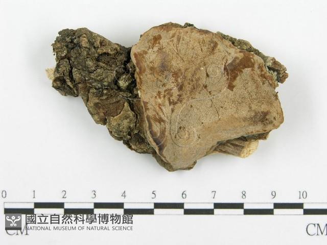 登錄號:F0015732藏品圖，第1張