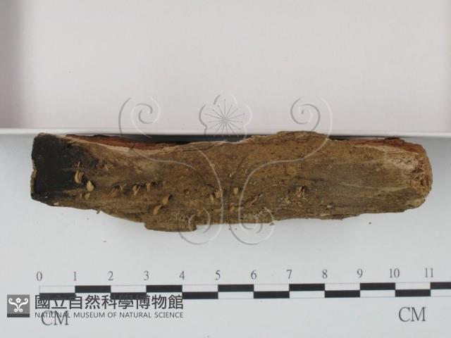 登錄號:F0009732藏品圖，第3張