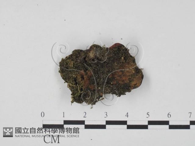 登錄號:F0019732藏品圖，第3張
