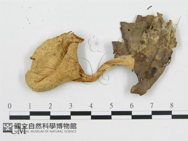 雞油菌屬藏品圖，第3張